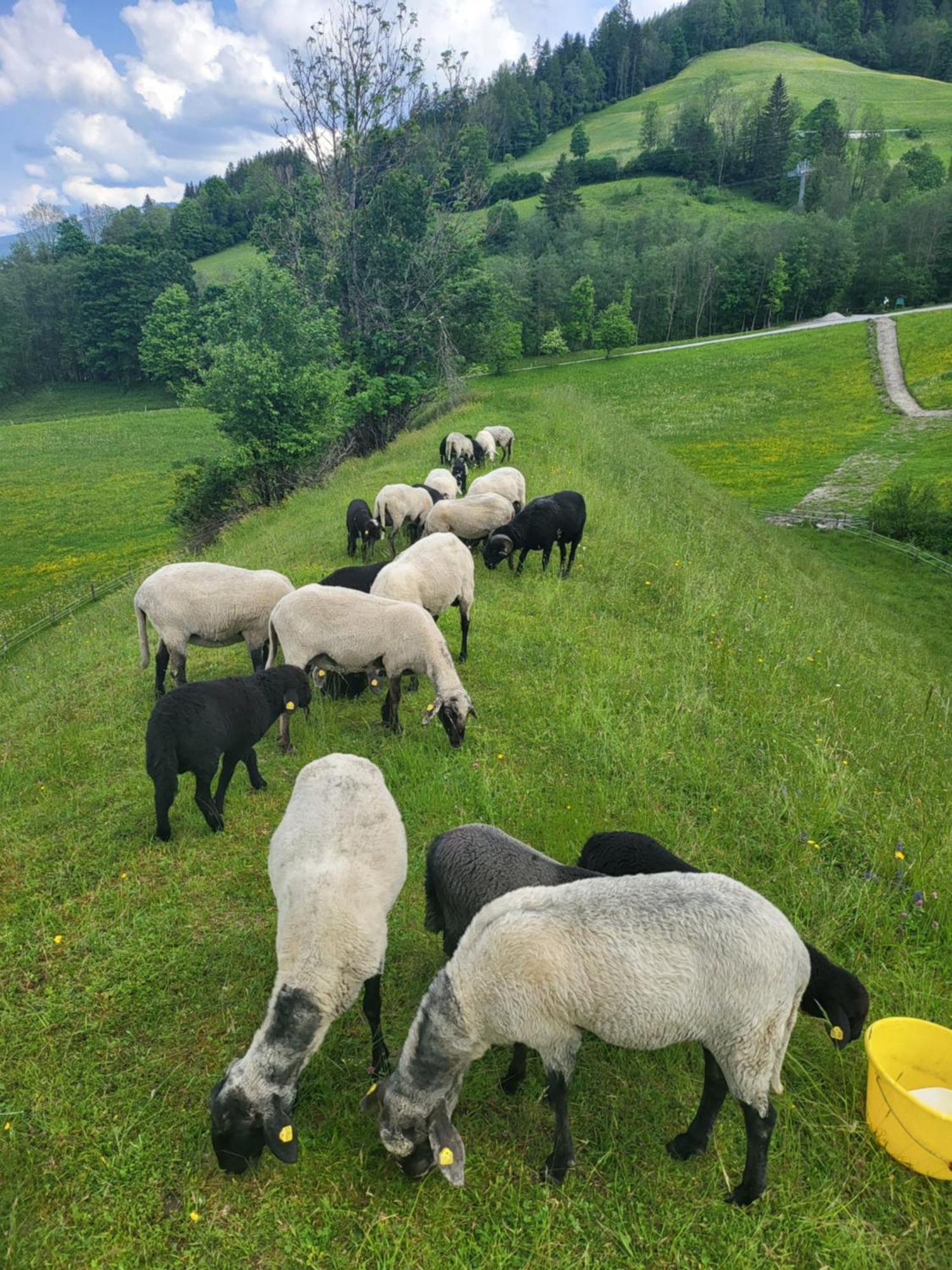 Bauernhof - Beim Zefferer Homestay Schladming